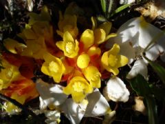 Cytinaceae