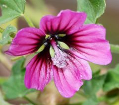 Malvaceae