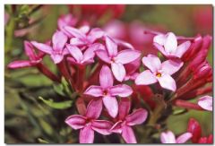 Thymelaeaceae