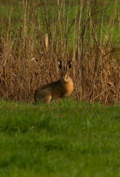 Lagomorpha