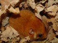 Mammalia