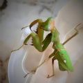 Sphodromantis viridis