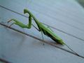 Mantis religiosa