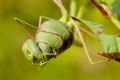 Mantis religiosa