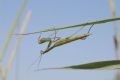 Mantis religiosa