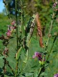 Mantis religiosa