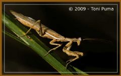 Mantidae