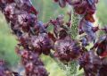Veratrum nigrum