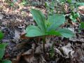 Paris quadrifolia