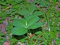 Paris quadrifolia