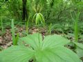 Paris quadrifolia