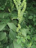 Veratrum album