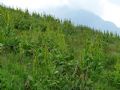 Veratrum album