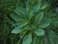 Gentiana lutea