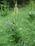 Veratrum album