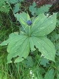 Paris quadrifolia