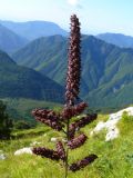 Veratrum nigrum