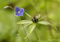 Paris quadrifolia