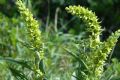 Veratrum album