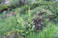 Veratrum album