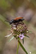 Lydus trimaculatus italicus