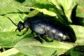 Meloe sp.
