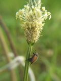 Homaloplia alternata  occidentalis