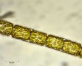 Melosira varians