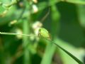 Stictocephala bisonia
