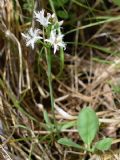 Menyanthes trifoliata