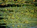 Nymphoides peltata