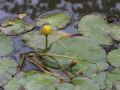 Nymphoides peltata