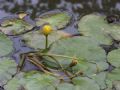 Nymphoides peltata