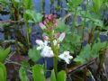 Menyanthes trifoliata