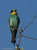 Merops apiaster