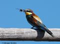 Merops apiaster