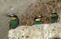 Merops apiaster