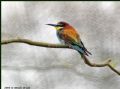 Merops apiaster