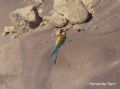 Merops apiaster