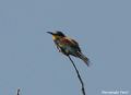 Merops apiaster