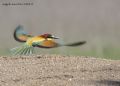 Merops apiaster