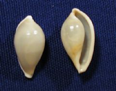 Ovulidae