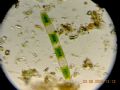 Netrium interruptum