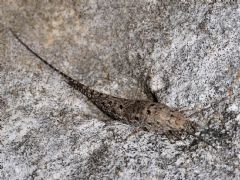 Meinertellidae