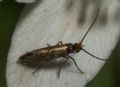 Micropterix sp.