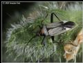 Calocoris nemoralis f. bimaculata