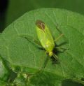 Calocoris affinis