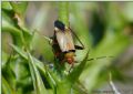 Adelphocoris vandalicus