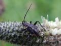 Calocoris nemoralis