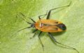 Calocoris nemoralis